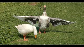 Beautiful goose eat from the grass