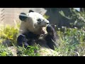 4k 木登り櫓遊びドンゴロス😀元気に過ごすシャオレイの一日🐼🐼 ueno pandas 上野動物園でパンダ