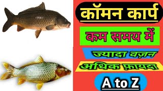 कॉमन कार्प | कम समय मे ज्यादा वज़न | अधिक फ़ायदा | Comon carp | best Fish | Amit Fish Farming Info