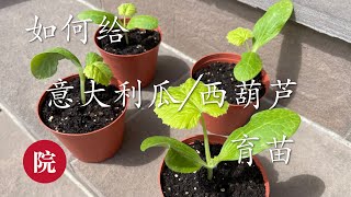 【彬彬有院】种•590《如何给意大利瓜育苗以及什么时候开始意大利瓜育苗》//圆形意大利瓜育苗//西葫芦育苗//两种方法对比 ，最后总结一下我的经验