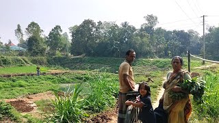 বছরের প্রথম করলা বিক্রি করলাম 🌴shadow of village