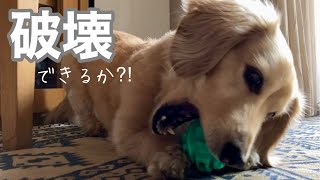 【検証】毎度オモチャを破壊する犬に噛む力が強いコ用のオモチャを与えてみた！