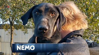 Mentor4dogs- NEMO