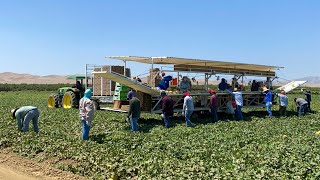 Trabajadores agrícolas temen ir a trabajar por la Patrulla Fronteriza: ¿cuál es el impacto?