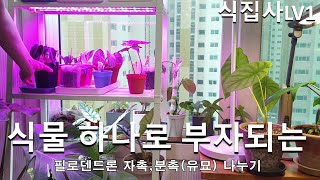 필로덴드론 번식 자촉 분촉 유묘 나누기 philodendron cutting babe