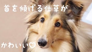 【シェルティ】首を傾げる仕草が可愛い