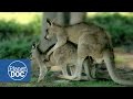 Relationship & Animal Mating | Sexual Conflict - Documentary