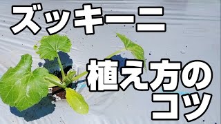 スッキーニ栽培【植え方、苗の選び方、初期成育を良くする方法、うどんこ病対策、予防】