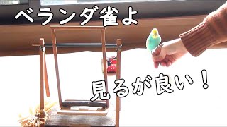 ベランダ雀に飼い鳥のポテンシャルを見せつけるインコ【今日の手乗り雀#31】