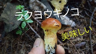 落葉きのこ狩り   mushroom hunting