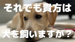 これから犬を飼う人へ。それでも貴方は犬を飼いますか？