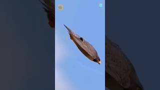 390 km/h Speed! The Deadliest Hunter of the Sky Peregrine Falcon