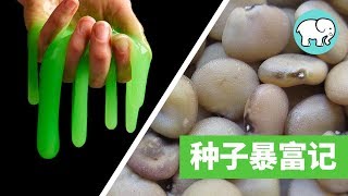 牛飼料暴富記 | 曾經，國際原油市場被一粒小小的種子支配過 That time the world's oil was controlled by seeds【大象真白 | 科技故事】