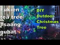 Fukien Tea Tree Turned into a Christmas Tree | Late Grower DIY