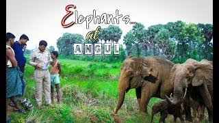 ଅନୁଗୋଳରେ ମାତିଲେ ହାତୀ II  Elephant at Angul II by Angulia boys