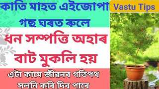 Vastu Tips|কাতি মাহত এইজোপা গছ ৰুলে ধন সম্পত্তি অহাৰ বাট মুকলি হয়|Assamese Vastu Shastra|Vastu Exprt