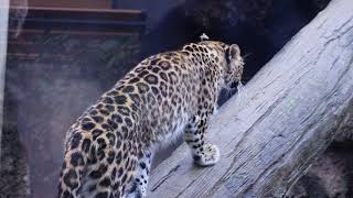 2019.3.19 王子動物園のアムールヒョウのセイラ