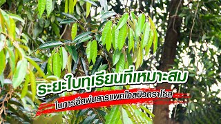 ระยะใบทุเรียนที่เหมาะสมสำหรับการฉีดพ่นสารแพคโคลบิวทราโซล