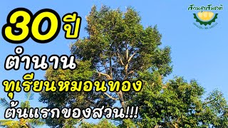 ตำนานทุเรียนหมอนทอง 30 ปี ! ต้นแรกของสวน!! - สวนสุขสมชาติ - เวฟชอบเล่า