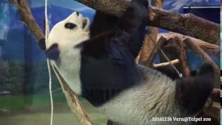 20161226 身手矯健的大貓熊圓圓 The Giant Panda Yuan Yuan@Taipei zoo