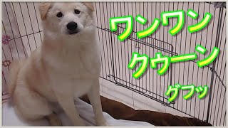 絶対、何か不満がある　ちゃろ(犬　8ヶ月）