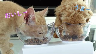 犬猫同時飼いの休日がこちら【実写版犬と猫どっちも飼ってるとたのしい】