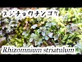 【4K】真冬の滝での寒中コケ観察も悪くないObservation of moss in the cold is not bad