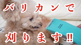 膿皮症が改善しないので刈ることにしました【トイプードル】