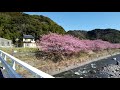 4k　日本一 の河津桜！　満開の サクラが咲き誇る、河津 の桜並木を散策　　快晴　　（静岡県・河津町）🌞 3d高音質・イヤホン推奨　　【睡眠用】