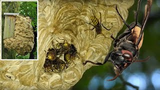 Impressive Hornets Nest, beeindruckendes Hornissennest