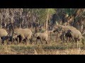 Selection for Tuskless Elephants | HHMI BioInteractive Video