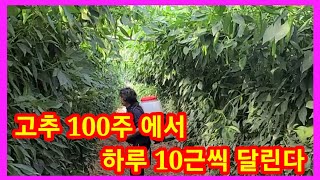 🌶고추,참외 밭의 기적🌶 고추100주 에서 하루에 10근이 달린다 참외밭도 엄청 납니다~ㆍ