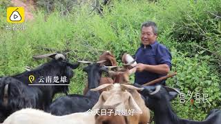 【獨腿大叔拄單拐種4000棵核桃樹：只要吃得苦就能富足】