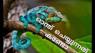 വിരുതൻ ഓന്ത്  | Chameleon | Oonth | ഓന്ത്‌ | Memory Makers