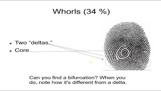 Forensics 6, Fingerprints 2 Loops, Whorls, Arches, Minutiae