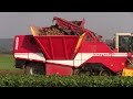 grimme maxtron 620 am rübenroden hd