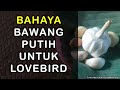 Bahaya Efek Samping Bawang Putih Untuk Lovebird