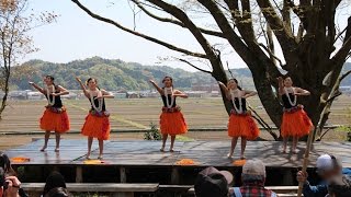 いわき万本桜 春祭 2016 平商Mahaloha ④