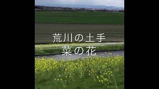 私の好きな鴻巣　荒川の河川敷　菜の花