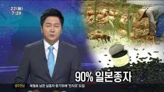 [뉴스투데이]양파 주산지 '전남', 90%는 일본종자