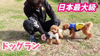 日本最大級のドッグランでご機嫌に走り回り遊ぶ愛犬たちの姿に幸せを見つけました。(前編)【多頭飼い】【マイクロティーカッププードル】【トイプードル】【ドッグラン】