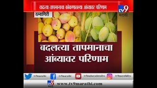 कोकणचा राजा करपला | वाढत्या तापमानामुळे यंदा अंब्याचं उत्पादन कमी?-TV9