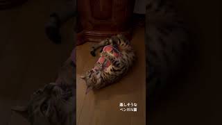 楽しそうなワイルドベンガル猫#猫のいる暮らし#ベンガル猫