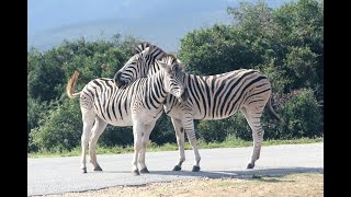 Zebra Rap Video 🦓