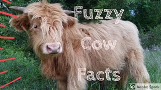 4 Facts About Highland Cows