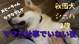 【秋田犬】空気を読んでいるかもしれない大型和犬　He might think he should not be sweet when mom is home