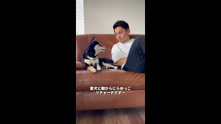 朝から愛犬とにらめっこして朝食づくり #shorts