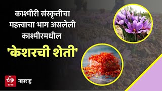 Special Story - काश्मीरमधील केशरची शेती | farming of Kashmiri Saffron