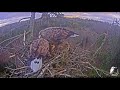 latvia wte 2020 feb. 3 9 52am_milda and raimis come to the nest after a long absence