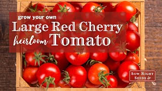 Sow Right Seeds | Large Red Cherry Tomatoes